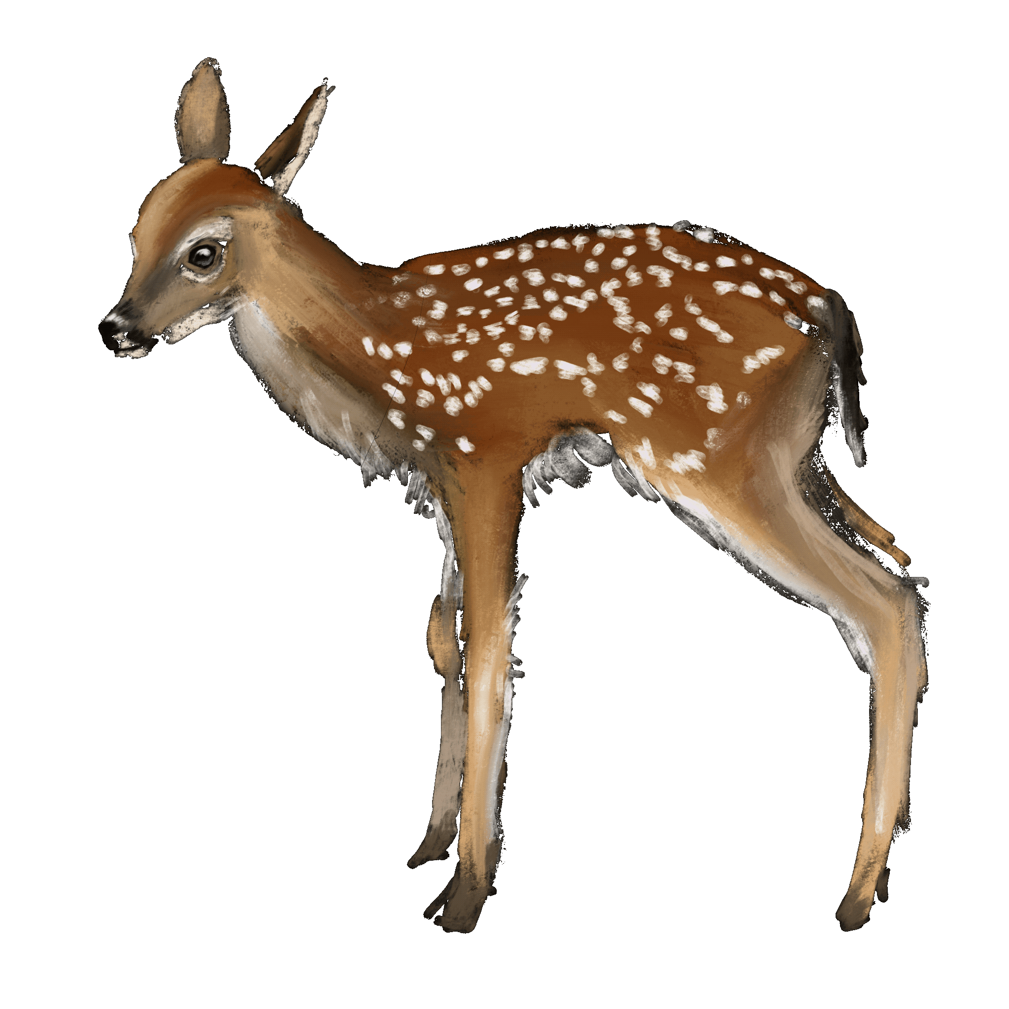 fawn <3